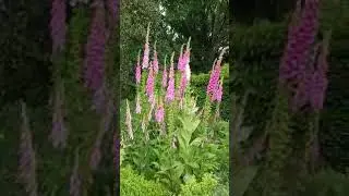 Лисяча рукавичка. Наперстянка -  Foxglove Heaven