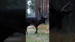 Rare black deer, Barycz Valley, Poland, Jakub Wencek #deer #rare #black #blackdeer #poland #valley