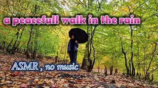 Rainy Autumn in the Hyrcanian Forest | Barefoot ASMR Walk