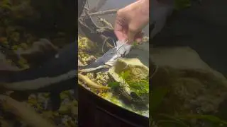 Краснохвостый сом обожает камбалу!!
