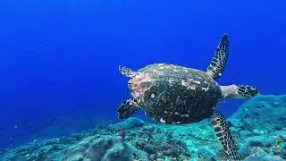 Exploring Nusa Penida Underwater by Submarine