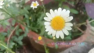 Leucanthemum vulgare/ox-eye daisy/oxeye daisy/dog daisy, marguerite/chrysanthemum luecanthemum