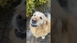 гав-гав! Поговори со мною Друг)#животные #собаки #собака #собачки #собакадругчеловека #пушистики