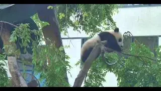 Cute Panda Cub Xiao Liwu - 01