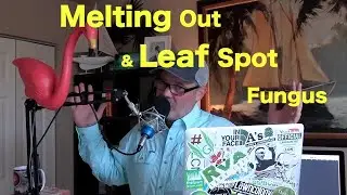 Leaf Spot and Melting Out Lawn Disease | Lawn Fungus