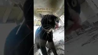 POV: Maxwell was beaten up by his cat brothers, and his brother Doubao came#cats