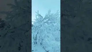 Frozen Wonderland ❄️ | Peaceful Winter Scenery