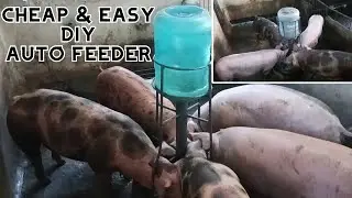 DIY AUTO FEEDER I JeRox