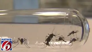 Mosquito population booms in Central Florida