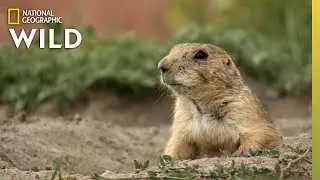 Prairie Dog Population of Texas | America the Beautiful
