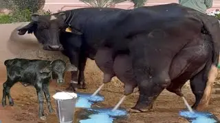 दूध की नदियां बहा देने वाली भैंस | Real Milk Queen of World | Highest Milk Producing Buffalo