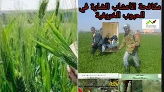 🌾وموضوع: مكافحة الأعشاب الضارة في الحبوب الخريفية، من طرف المستشار الفلاحي: عبدالعالي مسكادي🌾