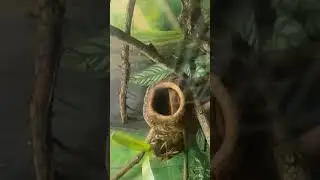 Butant&atilde; pt 3