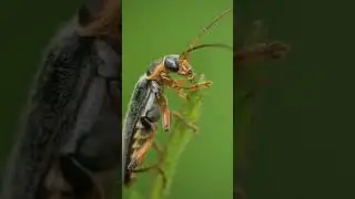 Macro photography - a small collection of beetles🪲🤗