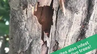 Termites also infest & damage live trees!