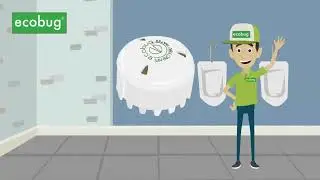 Stinkende Toilette / Urinale war gestern, ab sofort Ecobug