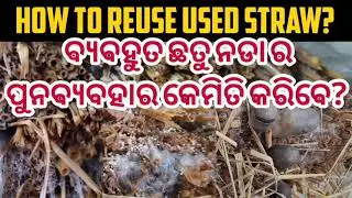How to reuse used Mushroom Straw? /Paddy straw mushroom used straw / #Straw reused & recycled