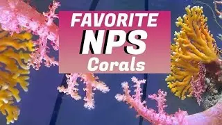 MY FAVORITE NPS CORALS!!