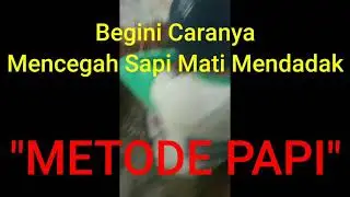 Metode Papi Menyelamatkan Sapi - Drh Taufik Mukti