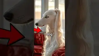 The Most Glamorous Dog You&rsquo;ll Ever See!😱😍