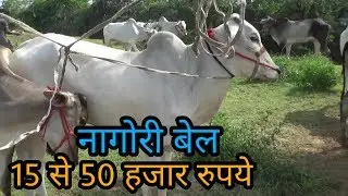 Oxen market parbatsar || 15 से 50 हजार तक के नागोरी बेल ||