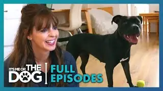 Destructive Dog Chews Through the House! | Season 1 Episode 18 | It's Me or the Dog UK (2021)