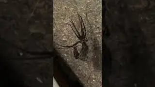 House spider shedding its skin [Surrey, U.K. - October 2025]