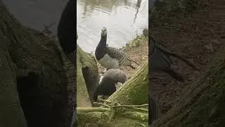 Axe valley wildlife park ❤️