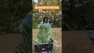 #lemongrass #healthybenefits #herbaltea #herbsforhealing #medicinalherbs #gardening #healthyfoods