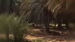 جولة في مزارع اوقاف الشيخ محمد الراجحي بطريق الخرج (تمور الاصيل) تعرف على انواع النخيل ٢٧٠ الف نخلة