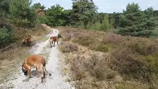 rode route over de Brunssummerheide van 5.6 km #wandelenmetchris