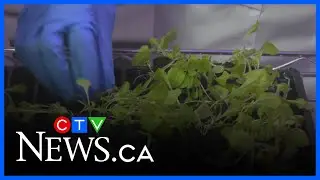 New Norquest program meant to help people with food insecurity
