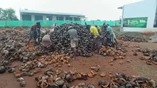 Today work Madhya Pradesh Satna delivery dry coconut piece rate MS coconut Tamil Nadu11. 01.26