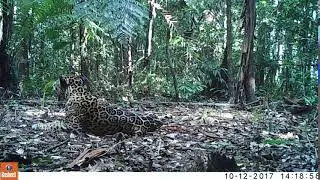 Per&uacute;: c&aacute;maras trampa registran jaguar descansando en la selva de Tambopata