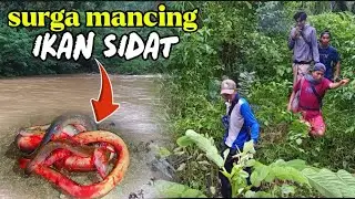 SURGA IKAN SIDAT 2 MALAM 2 TEMPAT MANCING SIDAT TURUN 1 KAMPUNG