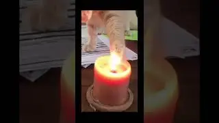 Cat Plays With Fire 🔥 *GONE WRONG* #shorts #cats #funny