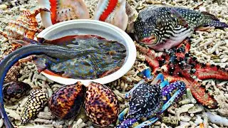 Seru Menemukan ikan Hias dan kelomang, star fish, keong,kerang,siput,kepiting, ikan pari,lobster,