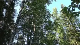 Tiltaltti &auml;&auml;ni