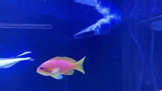 Blaustreifen-Putzerlippfisch - Labroides dimidiatus