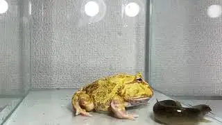 pacman frog, african bullfrog vs angry char