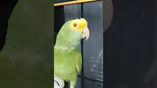 Fito Tu Tomaste Caf&eacute;, loro que habla, loros hablando #Shorts #humor #animals #parrot #mascotas #loro