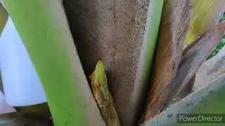 Part 7 Simula ng pagputol sa puso ng niyog para kumuha ng tuba | Paano magsimula sa Pangangaret