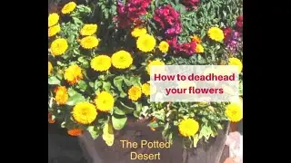 Deadhead   Daisy Bush by the Potted Desert