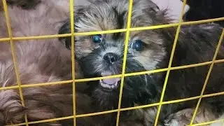 anjing shihtzu need new pawrents