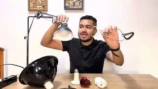 Luminária para o seu pet! Tudo o que você precisa saber!