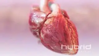 hybrid heart with blood flow HD