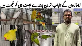 Amazon ky Nayab or khoobsurat tareen Parindey || Exotic birds pr bri offers.