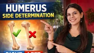 Humerus side determination 3d (Best for practical exams) by smriti bhatia.