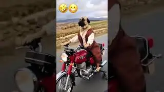 Dog bike chall raha ha #foryou #comedy #baffalo #comedyfilms #support #funnyface @Fayaz_bhaii