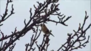 Pegwell Bay, Stonelees & Richborough Birds - Thanet